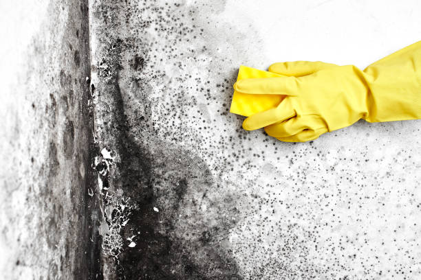 Best Attic Mold Removal  in Church Hill, TN